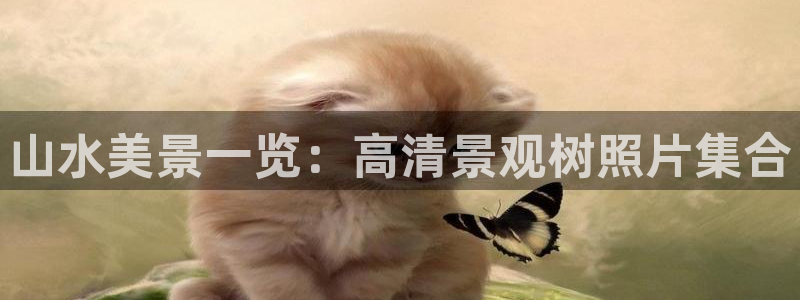 卧龙水上娱乐：山水美景一览：高清景观树照片集合