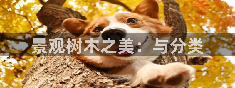 卧龙凤雏娱乐收入：景观树木之美：与分类