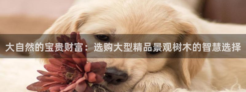 卧龙娱乐怎么样啊