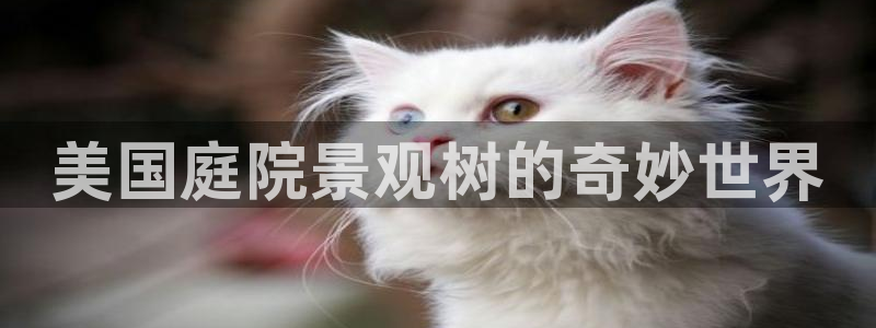 pt娱乐 卧龙招商60447