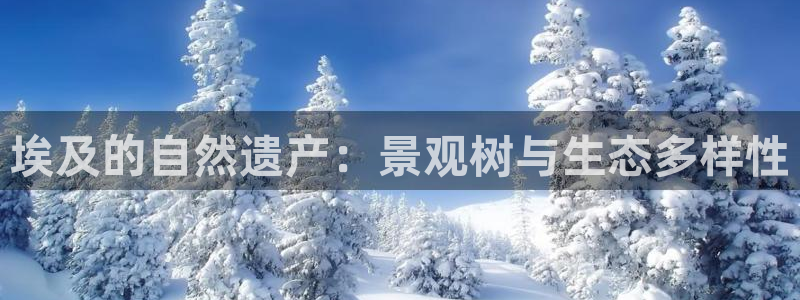 SKY娱乐卧龙主管60447