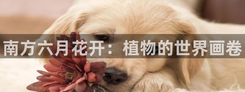 卧龙娱乐彩票官网下载