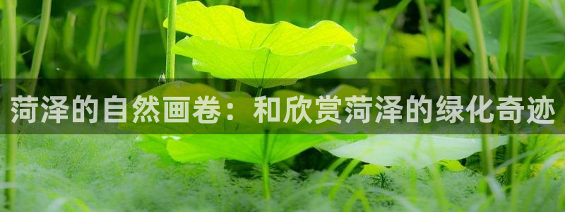 卧龙娱乐日：菏泽的自然画卷：和欣赏菏泽的绿化奇迹