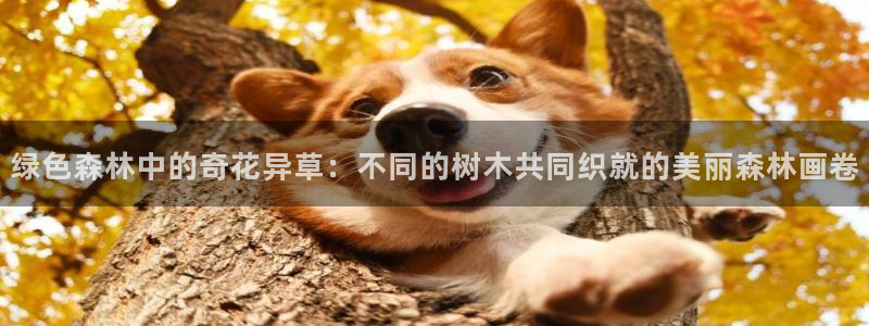 fans娱乐卧龙凤雏：绿色森林中的奇花异草：不同的树木共同织就的美丽森林画卷