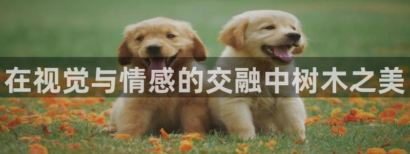 卧龙区社交娱乐