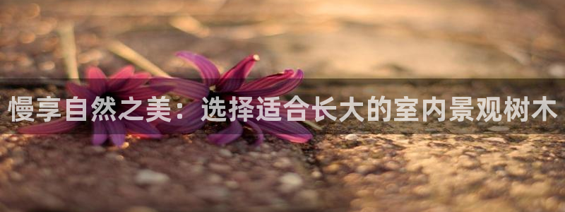 卧龙娱乐彩票官网