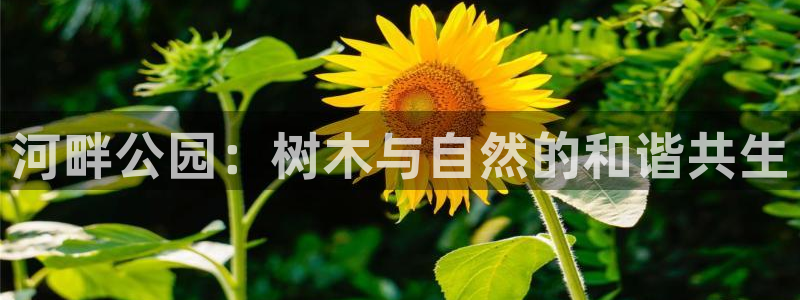 卧龙2神机娱乐：河畔公园：树木与自然的和谐共生